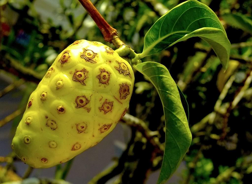 Health Benefits of Noni